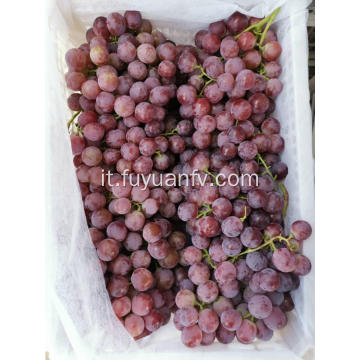 Hot Sell Fresh Sweet Red Grapes